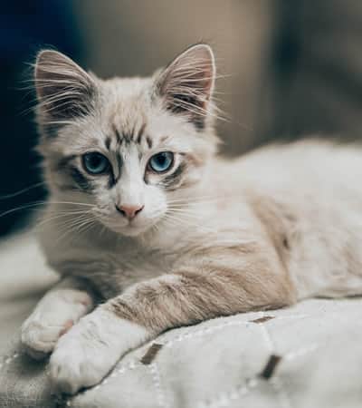 is borax toxic for cats